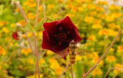 2013-08-18_Regina-F-Rau_Schachen_Blumen  (084).JPG